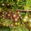 Live Scuppernong Muscadine Grape Seedling Vine - Vitis rotundifolia - Rare Outdoor Plant for Gardens and Landscapes