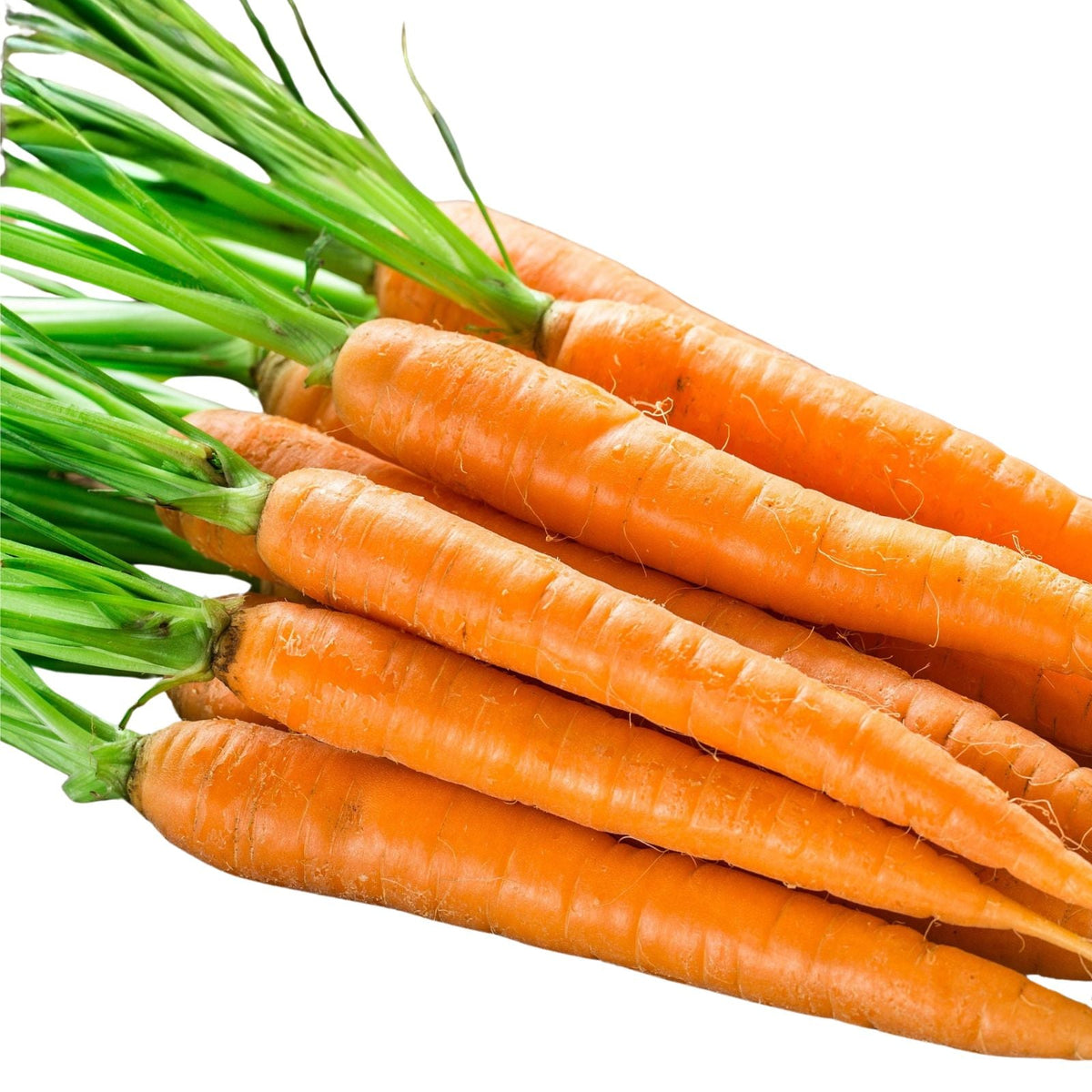 Heirloom Carrot Seeds 100+ Non-GMO Danvers Half Long Organic Vegetable Gardening Daucus carota