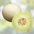 Sweet Sakatas Melon Seeds | 10 Rare Seeds | Snowball Melon | Cucumis melo | Ships from Iowa, USA