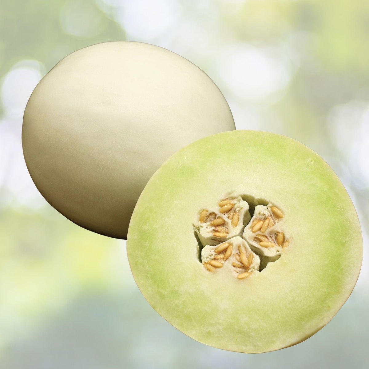 Sweet Sakatas Melon Seeds | 10 Rare Seeds | Snowball Melon | Cucumis melo | Ships from Iowa, USA