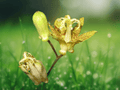 5 Seeds Tricyrtis puberula Japanese Toad Lily Shade Perennial Woodland Flowers