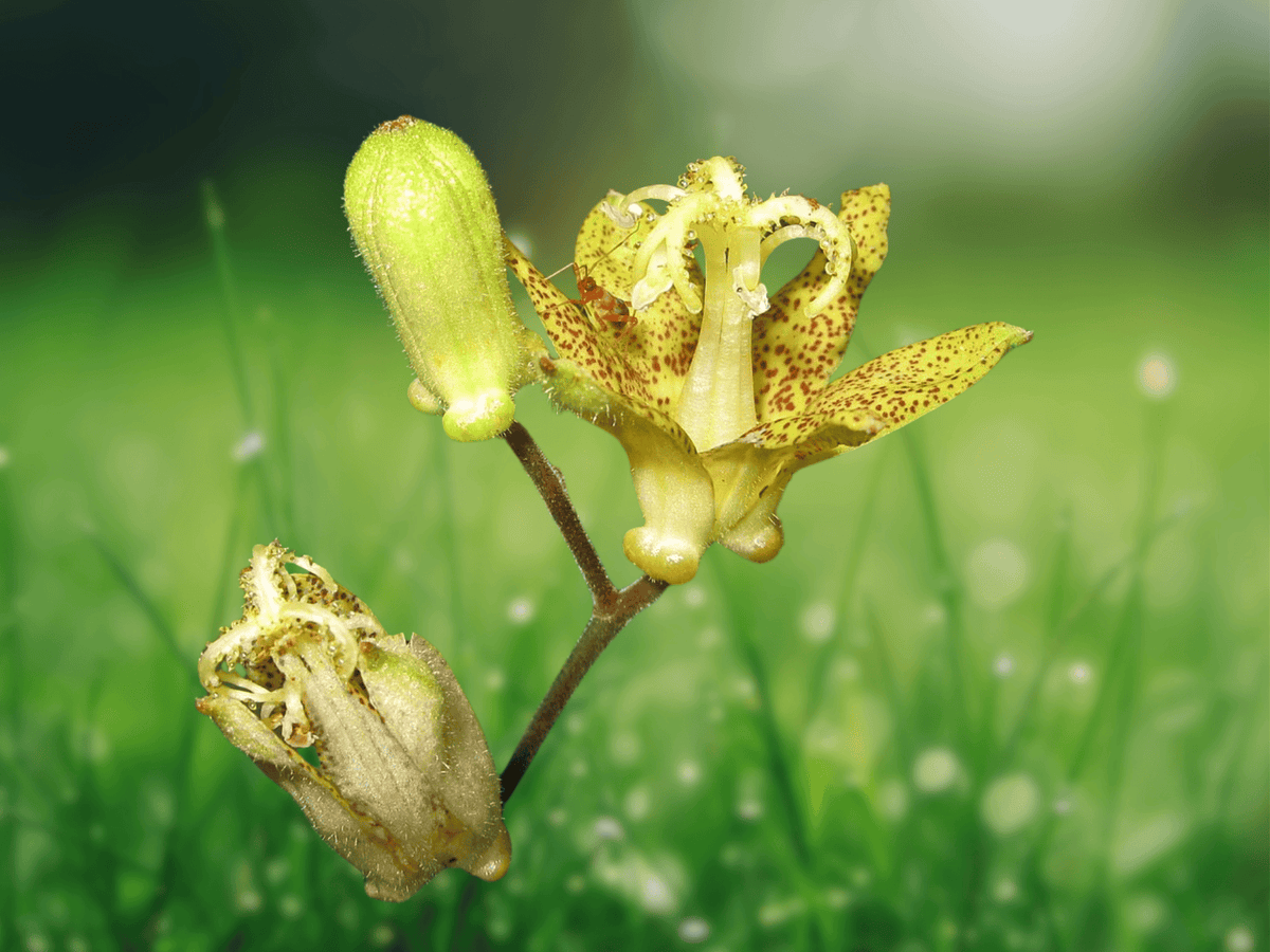 5 Seeds Tricyrtis puberula Japanese Toad Lily Shade Perennial Woodland Flowers