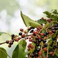 Wild Black Cherry Trees 3-6" Bare Root Live Plants Edible Fruit Prunus Serotina USA