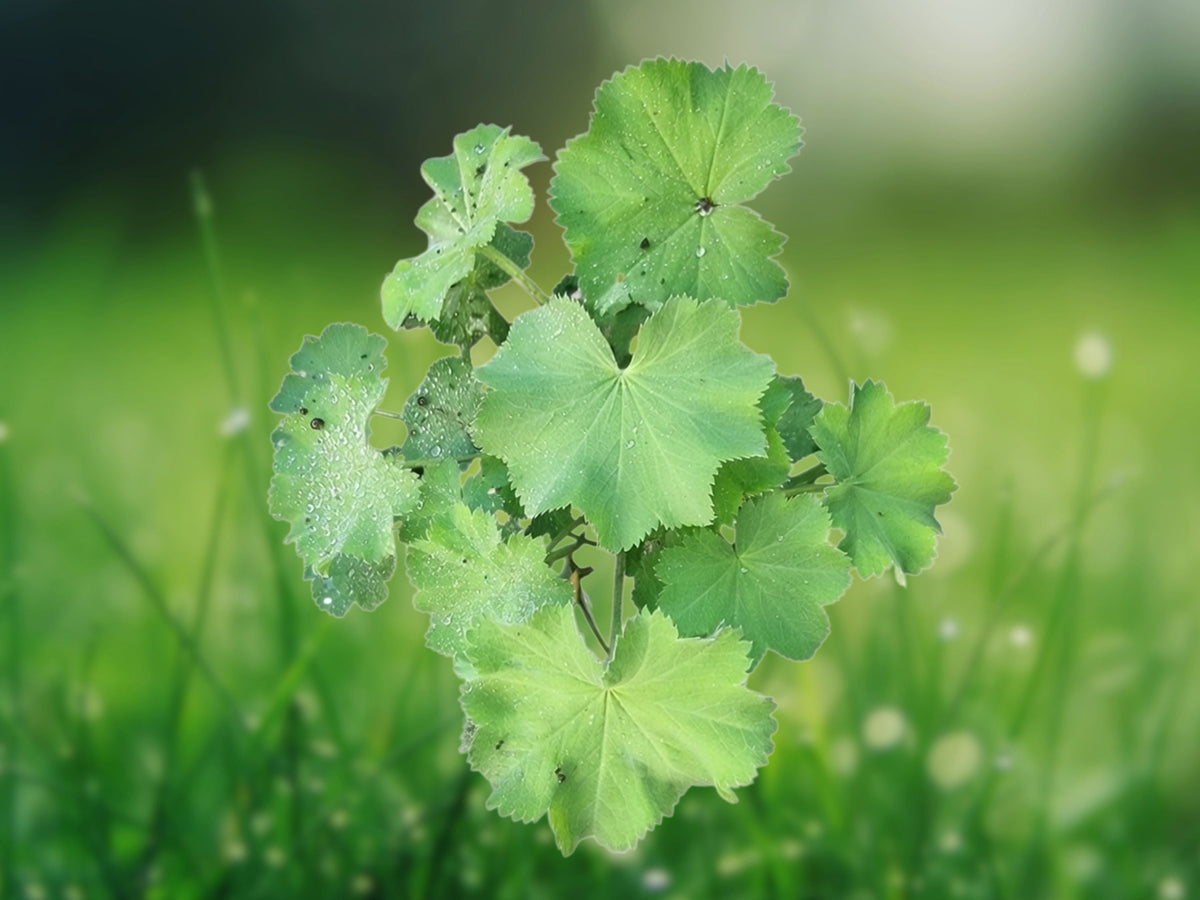 1 Live Plant Lady's Mantle Alchemilla Mollis Perennial Soft Green Foliage Chartreuse Flowers Garden Border Landscape