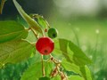 5 Seeds Muntingia calabura (Jamaican Cherry / Strawberry Tree) – Tropical Fruit Tree