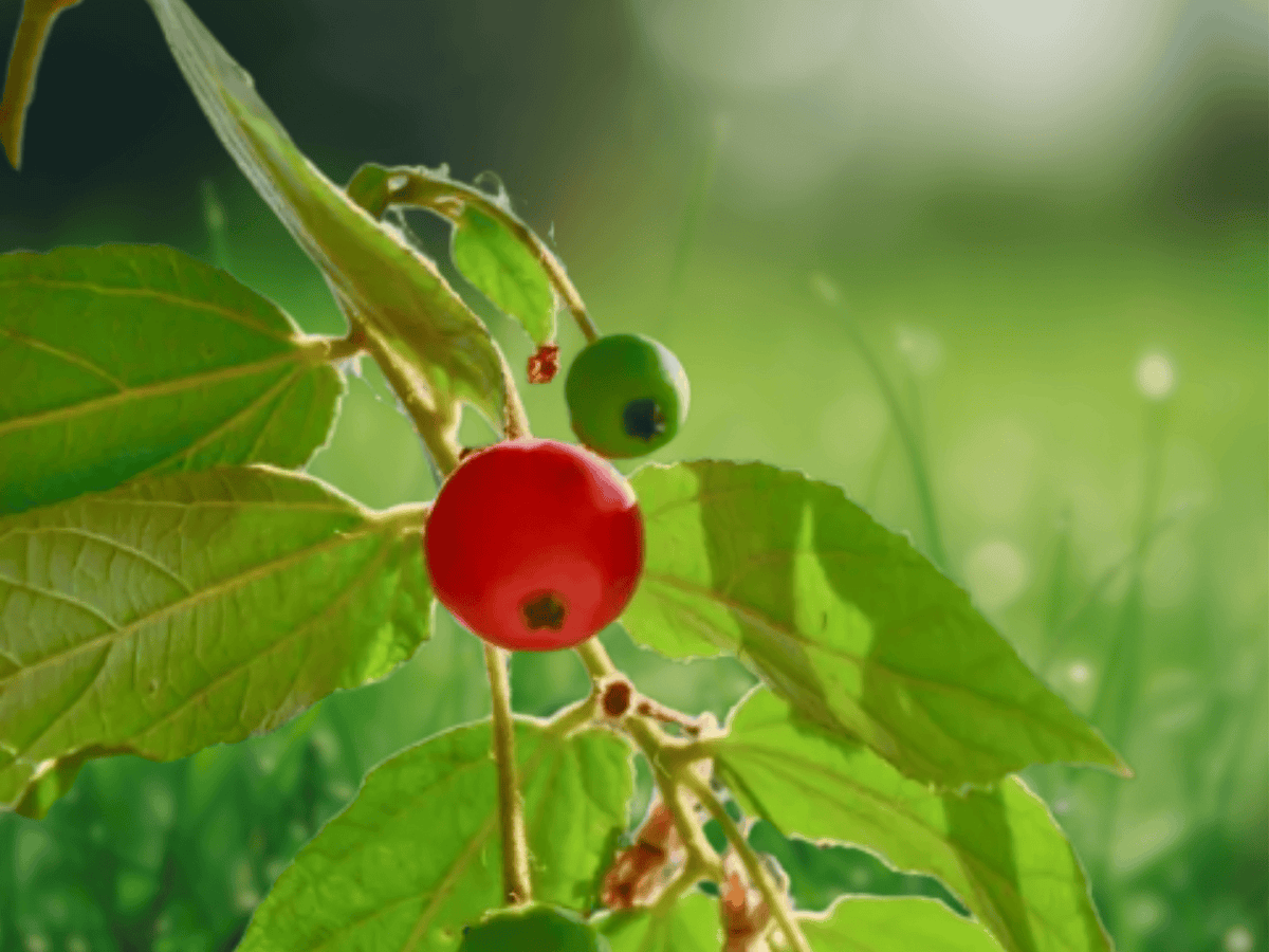 5 Seeds Muntingia calabura (Jamaican Cherry / Strawberry Tree) – Tropical Fruit Tree