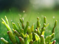 1 Live Plant Rhipsalis cereuscula Coral Cactus Mistletoe Cactus Rooted 2 Inch Pot Trailing Starter Indoor/Patio