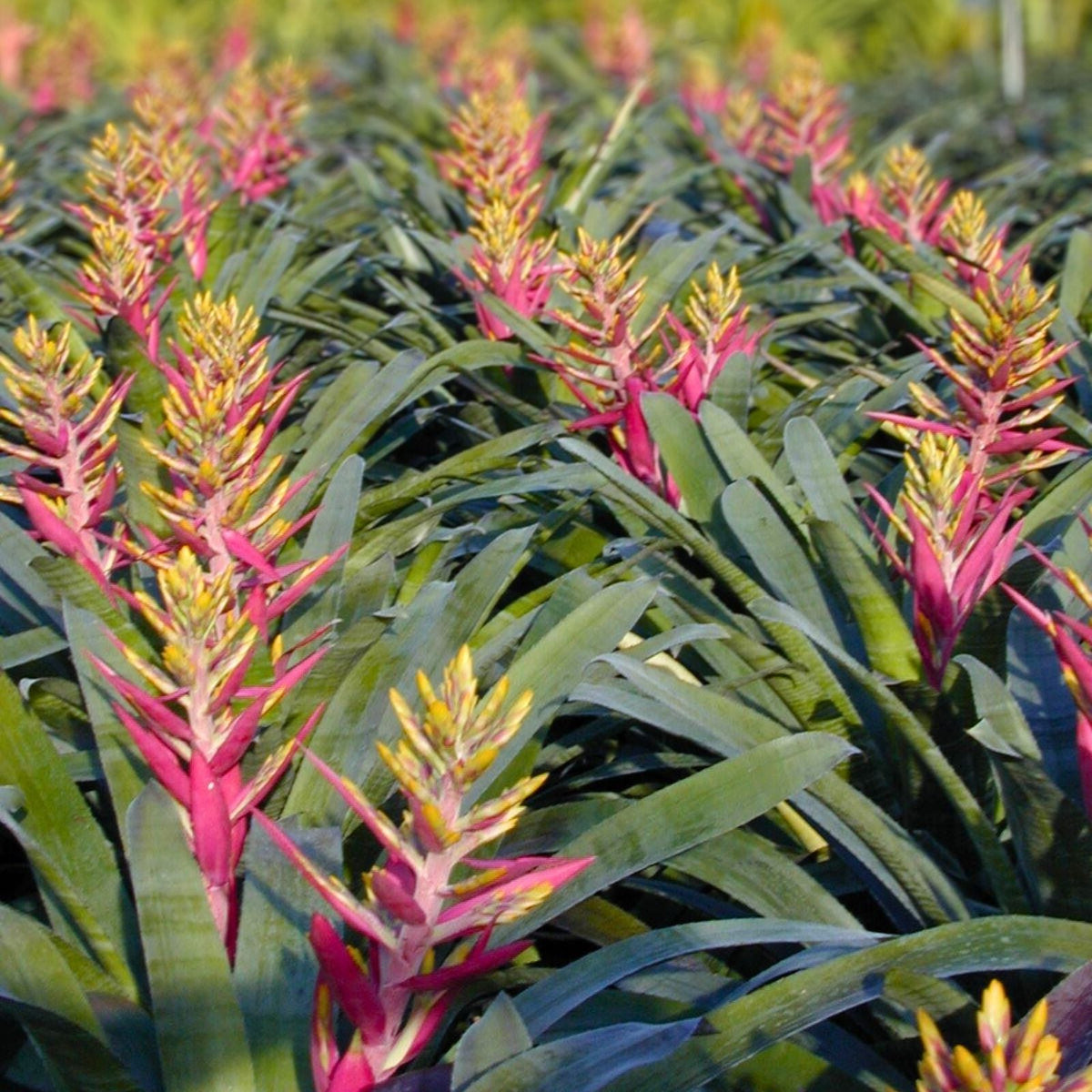 Aechmea Fantasia Plant in 9" Pot | Green Foliage, Yellow Bract & Pink Petals | Aechmea Hybrid for Interior & Landscape