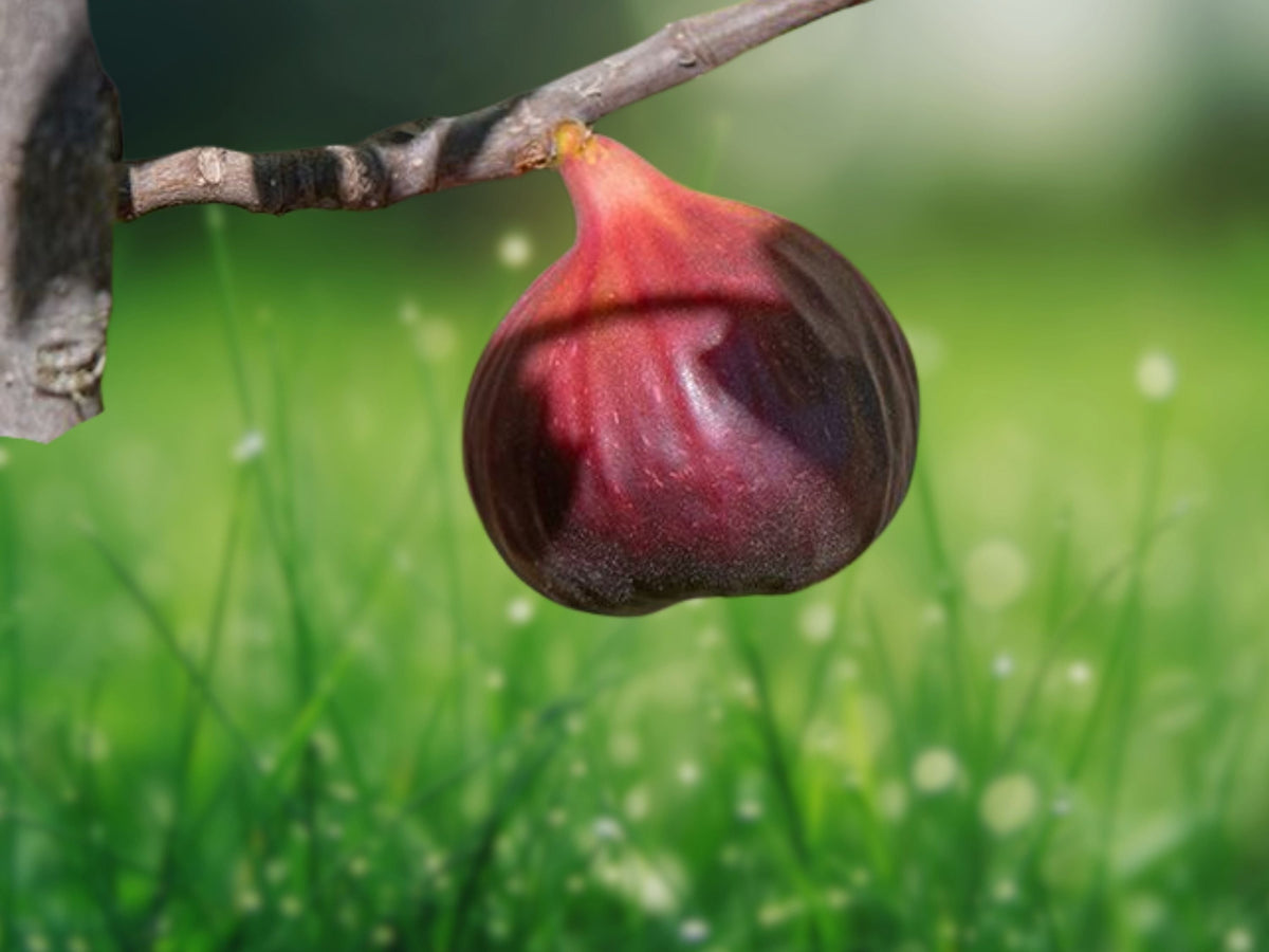 1 Live Plant Brown Turkey Fig Tree Ficus Carica 4-8 Inch Starter Sweet Fruiting Cold Hardy Patio Orchard