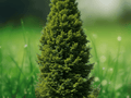 5 Seeds Carpinus betulus European Hornbeam Tree