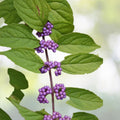 American Beautyberry Bush Starter Plants 3-6" Purple Berries Callicarpa Americana Fast Growing Drought Tolerant Shrubs