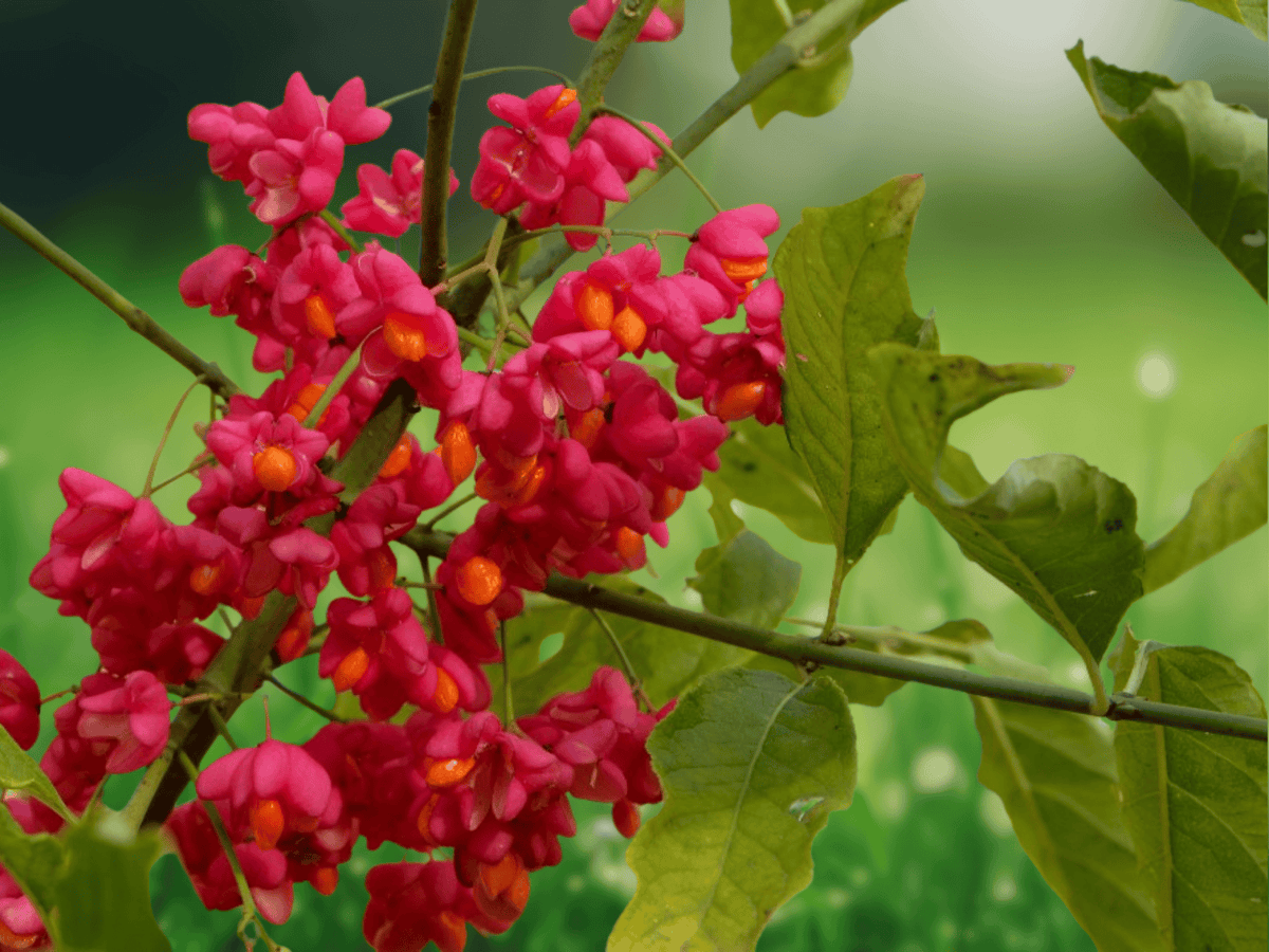 5 Seeds Euonymus europaeus (Spindle Tree) Hardy Deciduous Shrub
