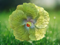 20 Seeds Green Hibiscus Tropical Perennial Exotic Blooms Unique Garden Plant