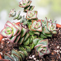 Succulent Plant - 2" String of Buttons - Crassula perforata - Indoor Outdoor Live Plant - Easy Care Succulent Gift
