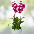 Dendrobium Orchid Plant - Compact Golden Shower - Dendrobium lindleyi - Fragrant Yellow Flowers