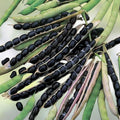 Heirloom Black Valentine Bean Seeds – Non-GMO, Phaseolus vulgaris, 20+ Seeds for Gardening and Cooking