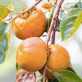 American Persimmon Tree Saplings 1ft - Diospyros virginiana - Edible Fruit Seedlings - Bare Root (2 Pack)