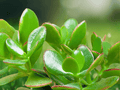 1 Live Plant Jade Plant Crassula ovata Rooted Succulent Indoor Houseplant Container Gardening