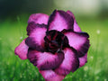4 Seeds Purple Black Desert Rose Adenium Obesum Succulent Flower Bonsai Variety Tropical Ornamental Patio Garden
