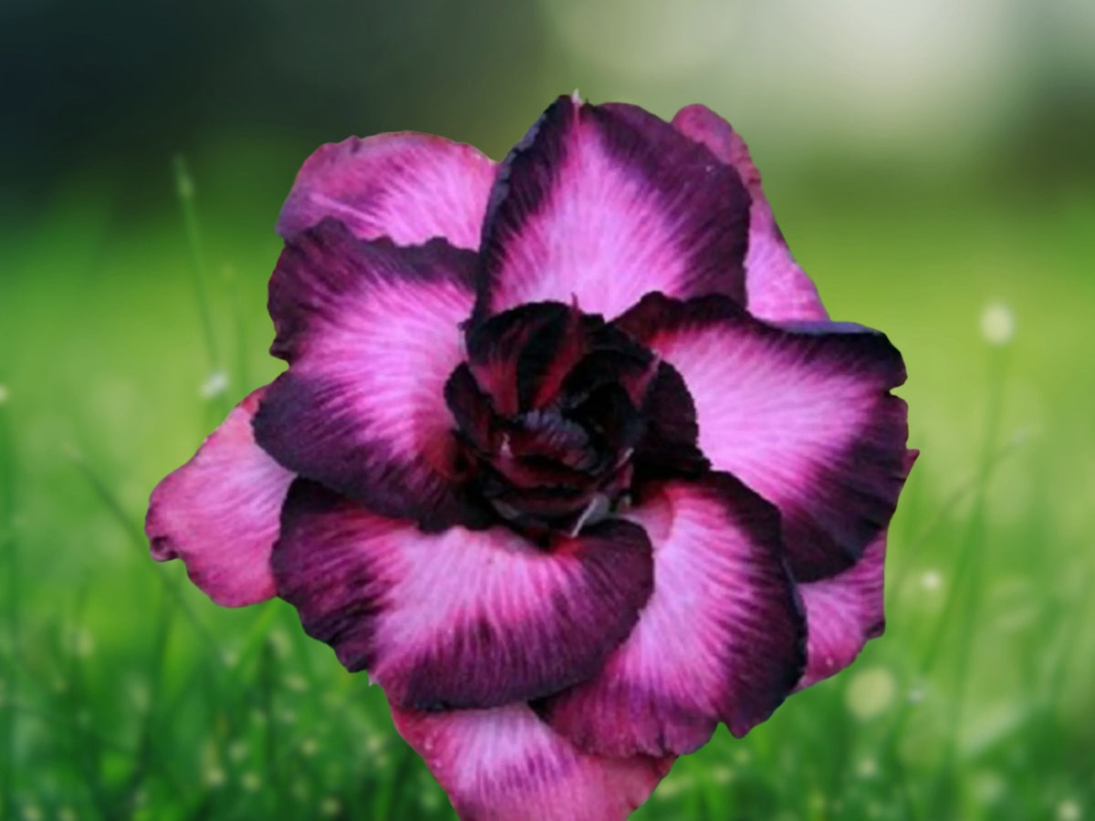 4 Seeds Purple Black Desert Rose Adenium Obesum Succulent Flower Bonsai Variety Tropical Ornamental Patio Garden