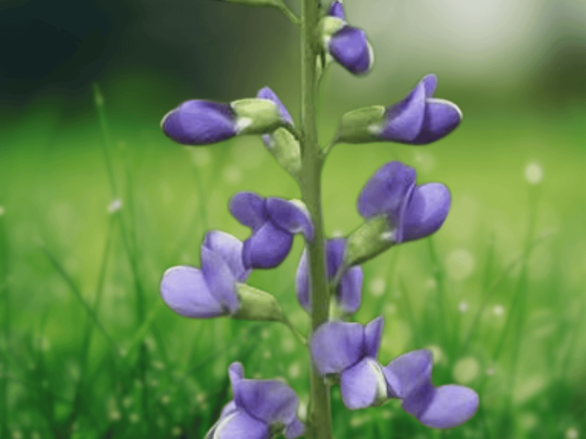 5 Wildflower Bare Root False Indigo Baptisia Australis
