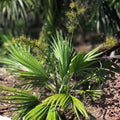 Dwarf Palmetto Plant – 5 Live Sabal Minor – Cold Hardy, Drought Tolerant, Southern Tough, Zone 7-10