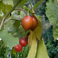 Tamarillo Seeds 20 Pack - Tomato Tree Seeds Cyphomandra Betacea Fast Growing Fruit Plant USA Seller