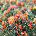 Variegated Gymnocalycium Cactus 4" Pot | Colorful Variegated Cactus | Rooted Plant | Gymnocalycium Mihanovichii