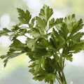 Italian Parsley Seeds - 200+ Dark Green Flat Leaf - Petroselinum crispum - Garden Fresh Herb for Home Gardening