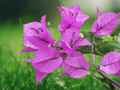 7 Inch Live Plant Bougainvillea Royal Purple Flowering Vine