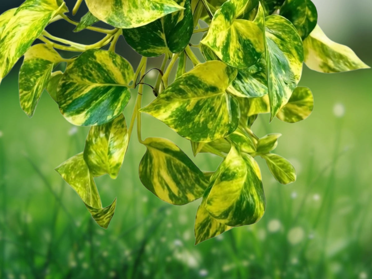 1 Rooted Cutting Golden Pothos Live 4-5 Inch Starter Vine Epipremnum aureum Easy Grow Indoor Houseplant