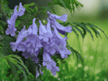 5 Seeds Jacaranda mimosifolia Jacaranda Tree Purple Flowering Ornamental