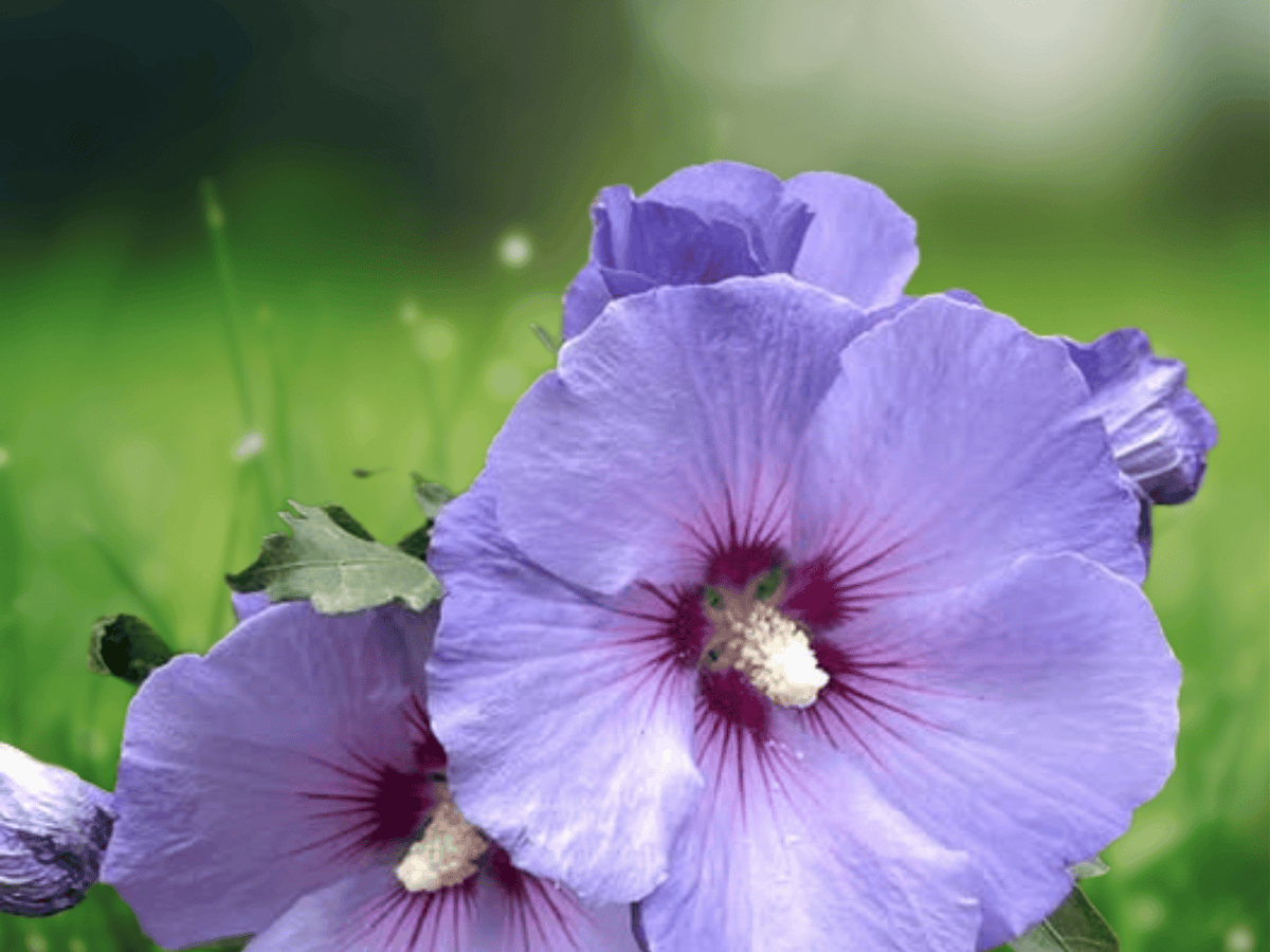 10 Seeds Blue Satin Rose of Sharon Hibiscus Syriacus Hardy Flowering Shrub