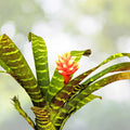 Bromeliad Plant 6" Pot Guzmania Musaica Variegate Rare Indoor Houseplant for Home Decor Guzmania Variegata