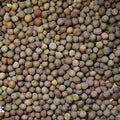Austrian Winter Pea Seeds Cover Crop Deer Food Plot Pisum sativum subsp. arvense