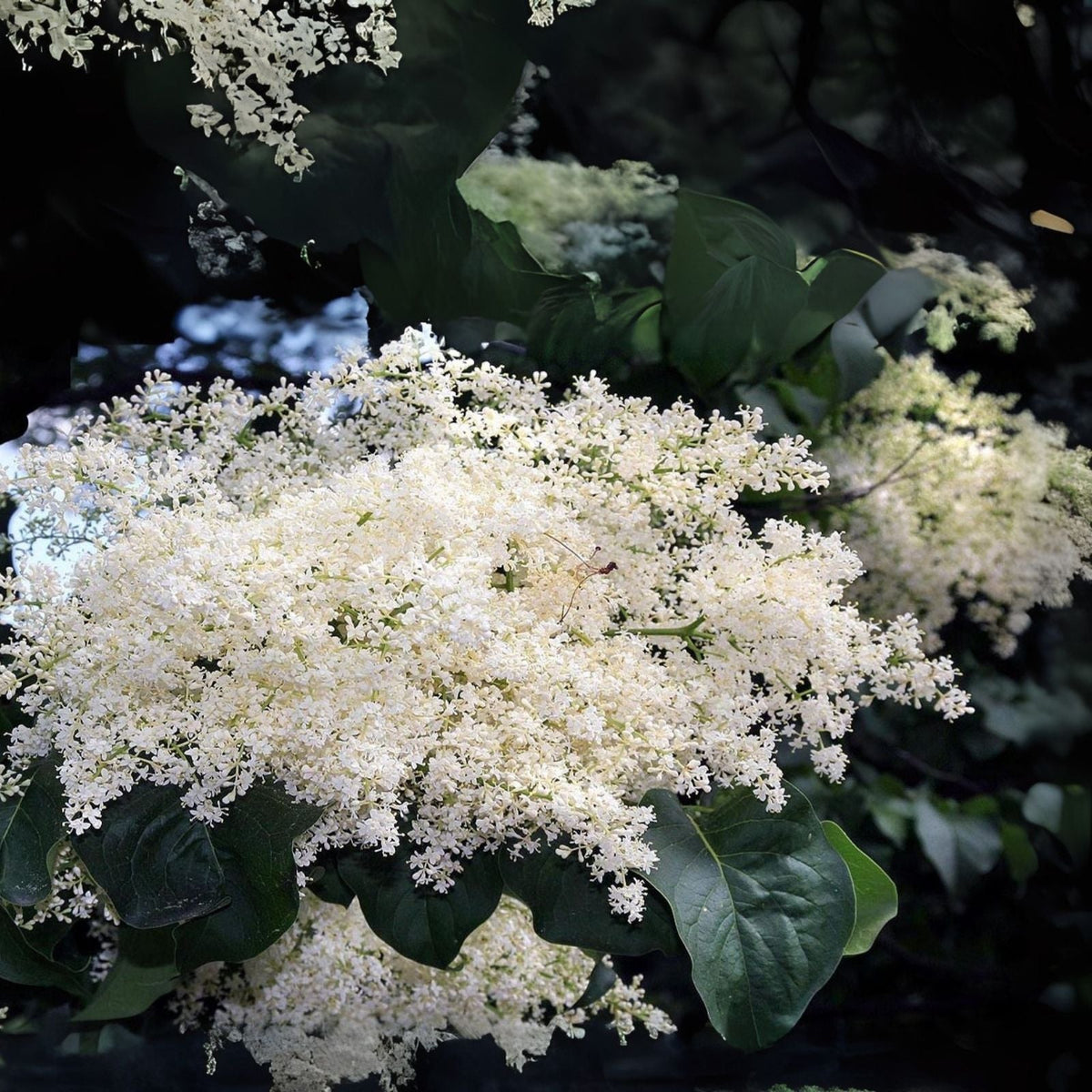 White Lilac Seeds for Planting - 100 Fragrant White Flower Seeds - Syringa vulgaris