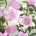 Pink Bellflower Seeds 50 Pack for Planting - Campanula Medium - Perennial Garden Flowers - Easy to Grow