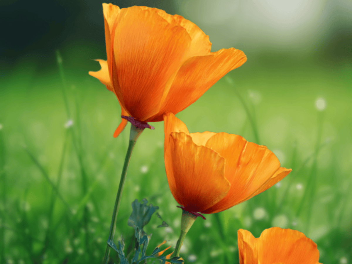 10 Seeds California Poppy Eschscholzia californica Bright Orange Flowers Drought Tolerant Easy to Grow