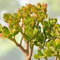 Jade Plant Starters 4-6" Rooted Cuttings, Crassula ovata, Easy Care Indoor Houseplant