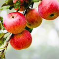 Golden Apple Seeds 5+1 Organic Heirloom Malus domestica USA Homegrown Edible Fruit Tree