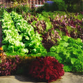 Vegetable Garden Seed Kit - 14 Types - Easy Grow - Vicky's Variety - Non-GMO Seeds for Home Gardening