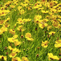 Lance Leaf Coreopsis Seeds 200 Organic Coreopsis lanceolata Wildflower Seeds USA Grown Free Shipping