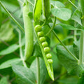 Organic Non-GMO Green Pea Seeds 8 oz – Pisum sativum Garden Peas for Planting, Vegetable Seeds, Heirloom, Non-GMO, Organic