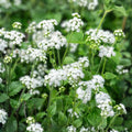 Ageratum Seeds 150 Pack Passion White Annual Flower Seeds for Garden Ageratum houstonianum