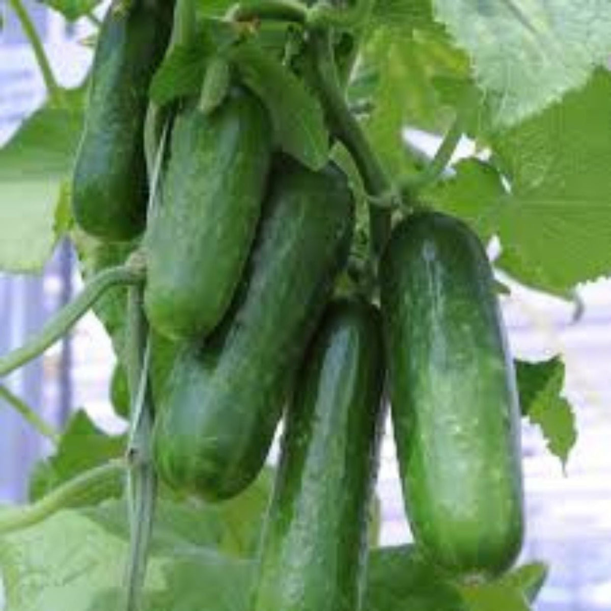 Picolino Mini Cucumber Seeds 10 Pack – Tasty 5-6 Inch Garden Vegetable – Cucumis sativus