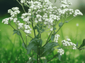 25 Wild Quinine Seeds Parthenium integrifolium Hardy Native Perennial Herb