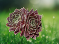 10 Seeds Sempervivum Species Mix Hens and Chicks Succulent