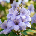 Royal Empress Tree Seeds 50 Pack - Beautiful Flowering Tree - Paulownia tomentosa - Fast Growing Ornamental Tree