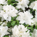 Rhododendron Azalea Snow White 6-inch Live Plant Evergreen Shrub with White Blooms, Rhododendron spp.