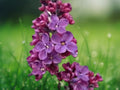 25 Seeds Purple Lilac Syringa Vulgaris Fragrant Lavender Blooms Cold Hardy Perennial Shrub Easy Grow